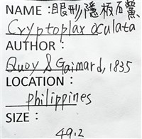 眼形隱板石鱉藏品圖，第13張