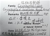 眼形隱板石鱉藏品圖，第14張
