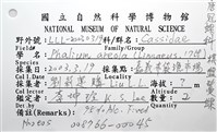 棋盤鬘螺藏品圖，第20張