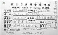 條紋鬘螺藏品圖，第23張