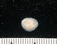 思氏不對稱鰓虱藏品圖，第4張