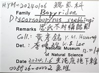 思氏不對稱鰓虱藏品圖，第12張
