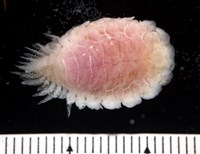 未知種擬對蝦蝦虱藏品圖，第1張