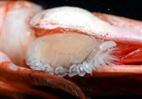 未知種擬對蝦蝦虱藏品圖，第2張