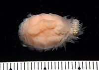 未知種擬對蝦蝦虱藏品圖，第4張