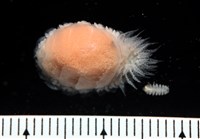 未知種擬對蝦蝦虱藏品圖，第9張