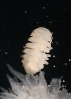 未知種擬對蝦蝦虱藏品圖，第10張