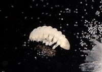 未知種擬對蝦蝦虱藏品圖，第12張