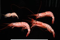 未知種擬對蝦蝦虱藏品圖，第13張
