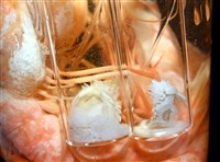未知種擬對蝦蝦虱藏品圖，第20張