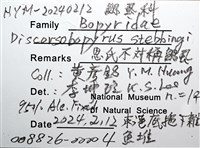 思氏不對稱鰓虱藏品圖，第8張