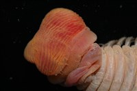 黃海毛蟲藏品圖，第4張