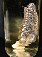 黃海毛蟲藏品圖，第14張