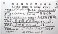 黃海毛蟲藏品圖，第16張