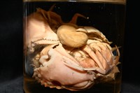 扁平多囊蟹奴藏品圖，第8張