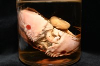 扁平多囊蟹奴藏品圖，第9張