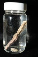 未知種沙蠶藏品圖，第5張