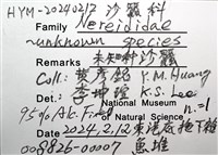 未知種沙蠶藏品圖，第8張