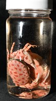 紅斑斗蟹藏品圖，第12張