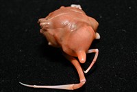 雙角轉輪蟹藏品圖，第4張
