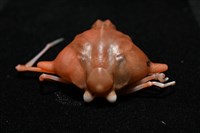 雙角轉輪蟹藏品圖，第5張