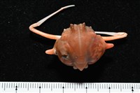 雙角轉輪蟹藏品圖，第7張