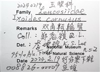 雙角轉輪蟹藏品圖，第12張