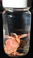 短刺伊蟹藏品圖，第8張