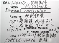 短刺伊蟹藏品圖，第10張