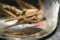 紋大茗荷藏品圖，第10張