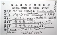 紋大茗荷藏品圖，第16張