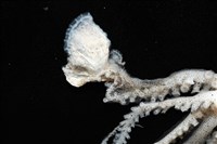 闊船蛸藏品圖，第6張