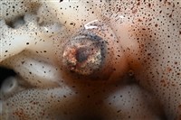 闊船蛸藏品圖，第10張