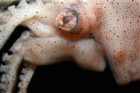 闊船蛸藏品圖，第12張