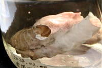 闊船蛸藏品圖，第14張