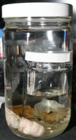 闊船蛸藏品圖，第15張