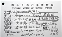 闊船蛸藏品圖，第16張