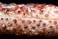 麥氏棘羽海鰓藏品圖，第3張