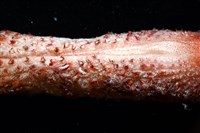 麥氏棘羽海鰓藏品圖，第5張