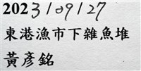 麥氏棘羽海鰓藏品圖，第11張