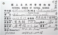 麥氏棘羽海鰓藏品圖，第12張