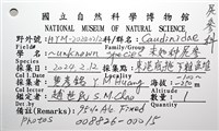 未知種尻參藏品圖，第12張