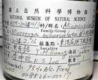 疣小肛海膽藏品圖，第18張