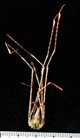 強壯蛛形蟹藏品圖，第8張