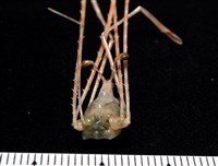 強壯蛛形蟹藏品圖，第9張