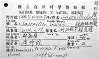 強壯蛛形蟹藏品圖，第16張