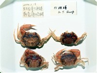 雙斑蟳藏品圖，第10張