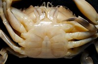 環紋蟳藏品圖，第9張