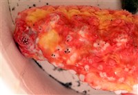 可疑翼手參藏品圖，第5張