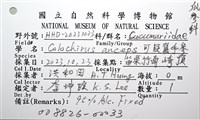 可疑翼手參藏品圖，第14張